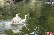 事业预测吉林：罕见白鸬鹚连续两年“故地重游”
