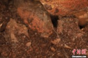 事业预测江西发现蜘蛛新物种 为研究呵叻蛛属适应区域提供依据