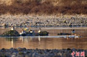 事业预测歙县完成安徽首个县域生物多样性调查 共记录物种近4千种
